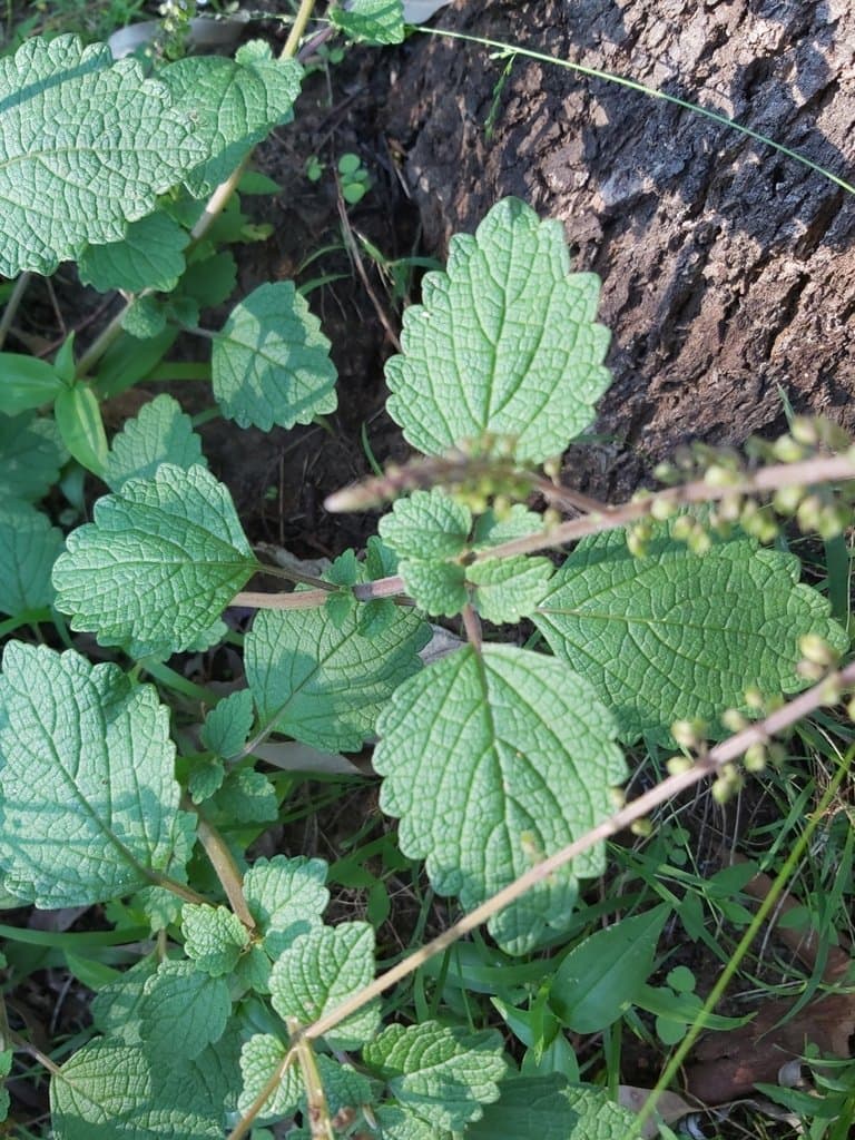 Coleus australis (R.Br.) A.J.Paton