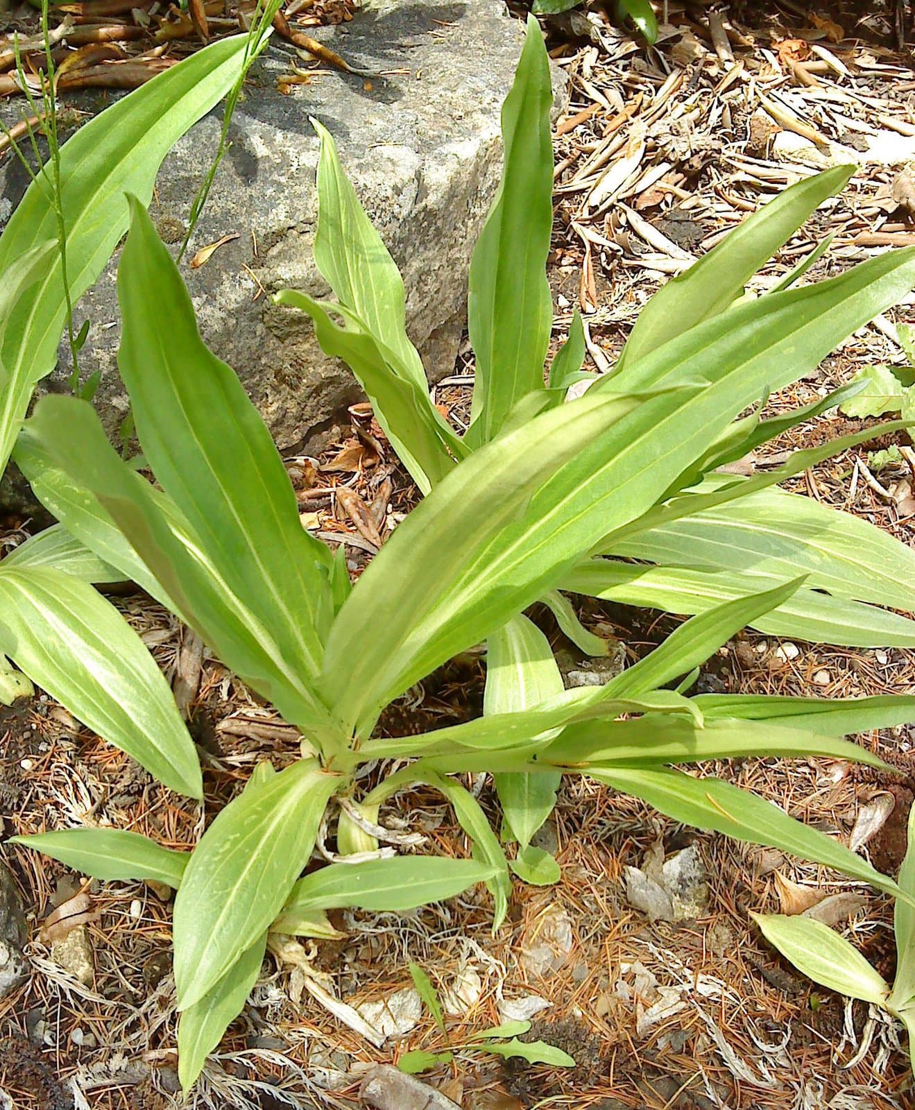 Gentiana tibetica King ex Hook.fil.