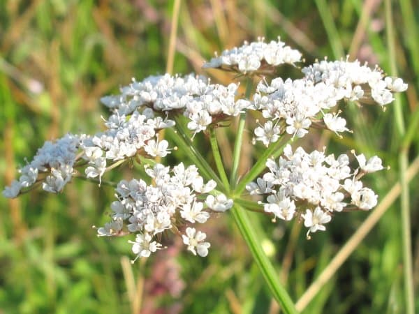 Oenanthe silaifolia M.Bieb.