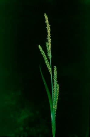 Carex panormitana Guss.