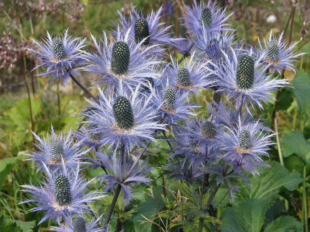 Eryngium alpinum L.