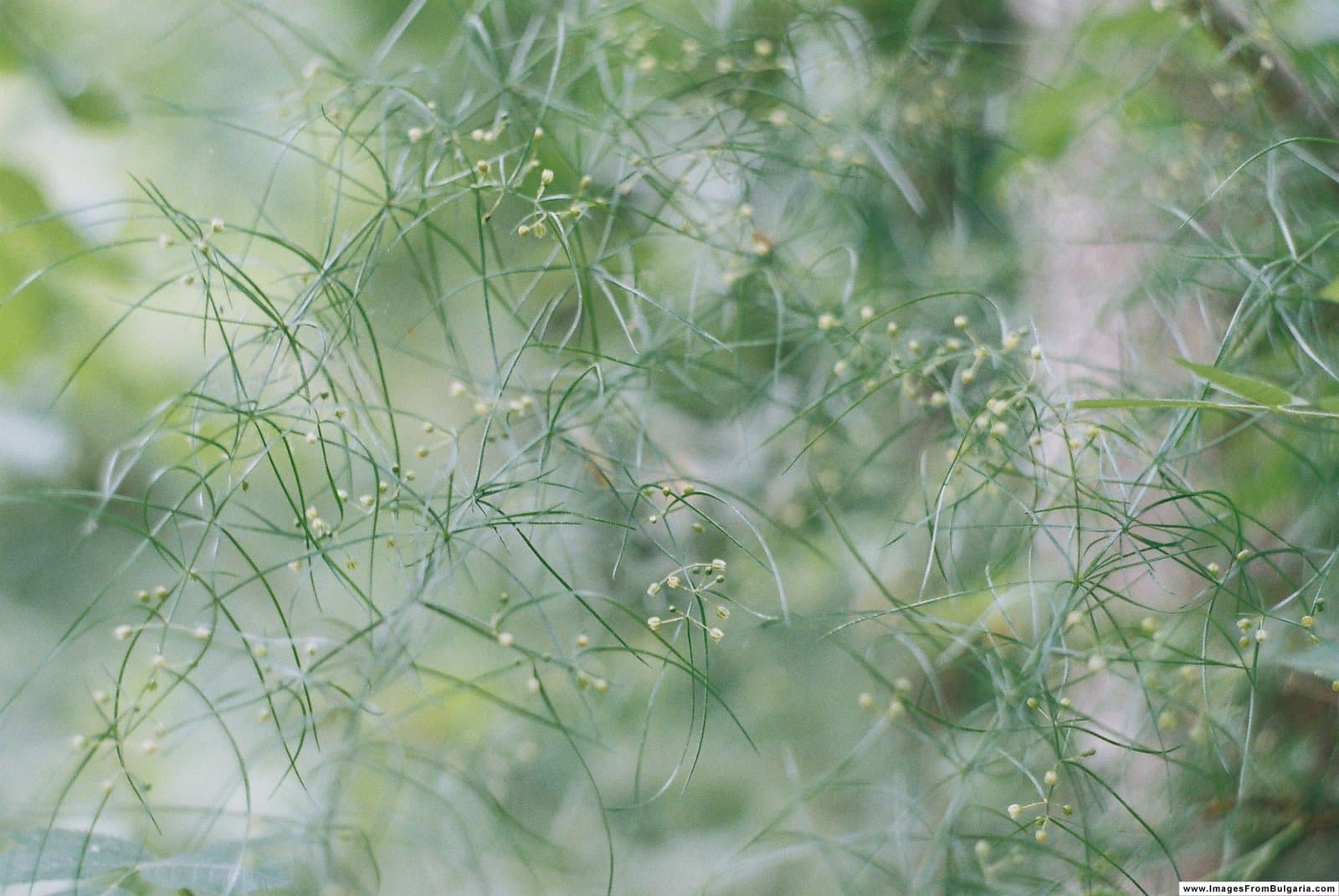 Asparagus verticillatus L.