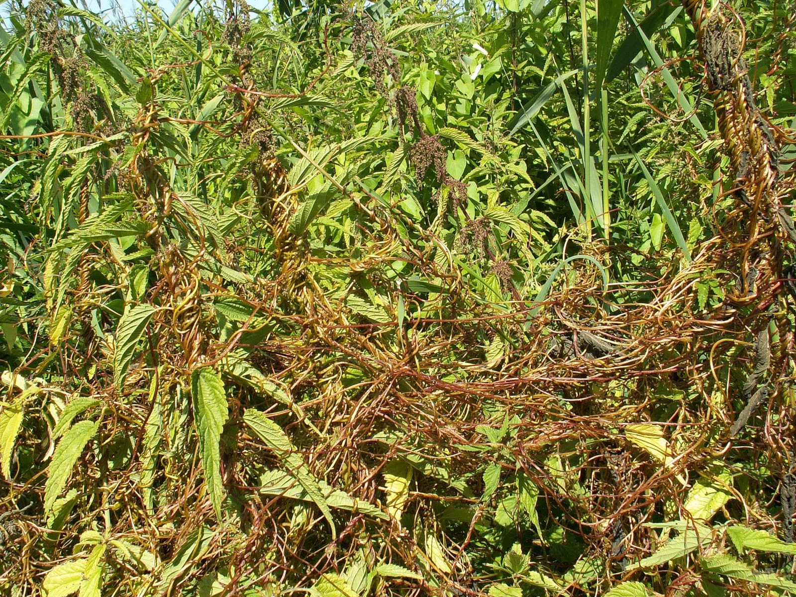 Cuscuta lupuliformis Krock.