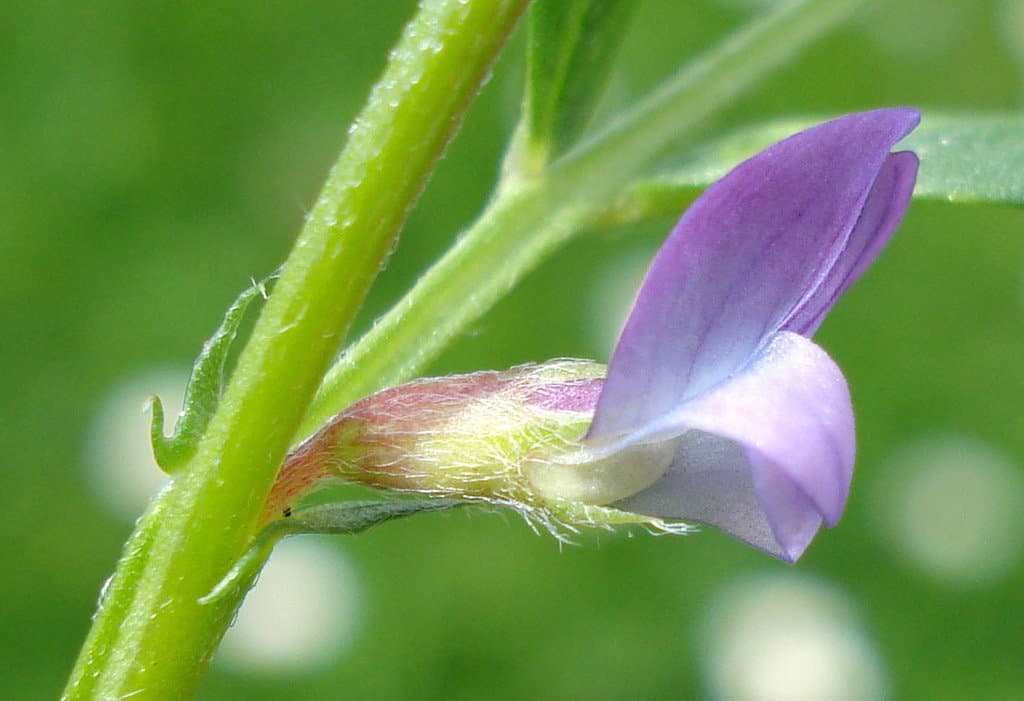 Vicia lathyroides L.