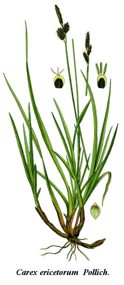 Carex ericetorum Pollich