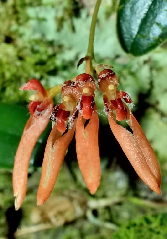 Bulbophyllum albociliatum var. shanlinshiense T.P.Lin & Y.N.Chang