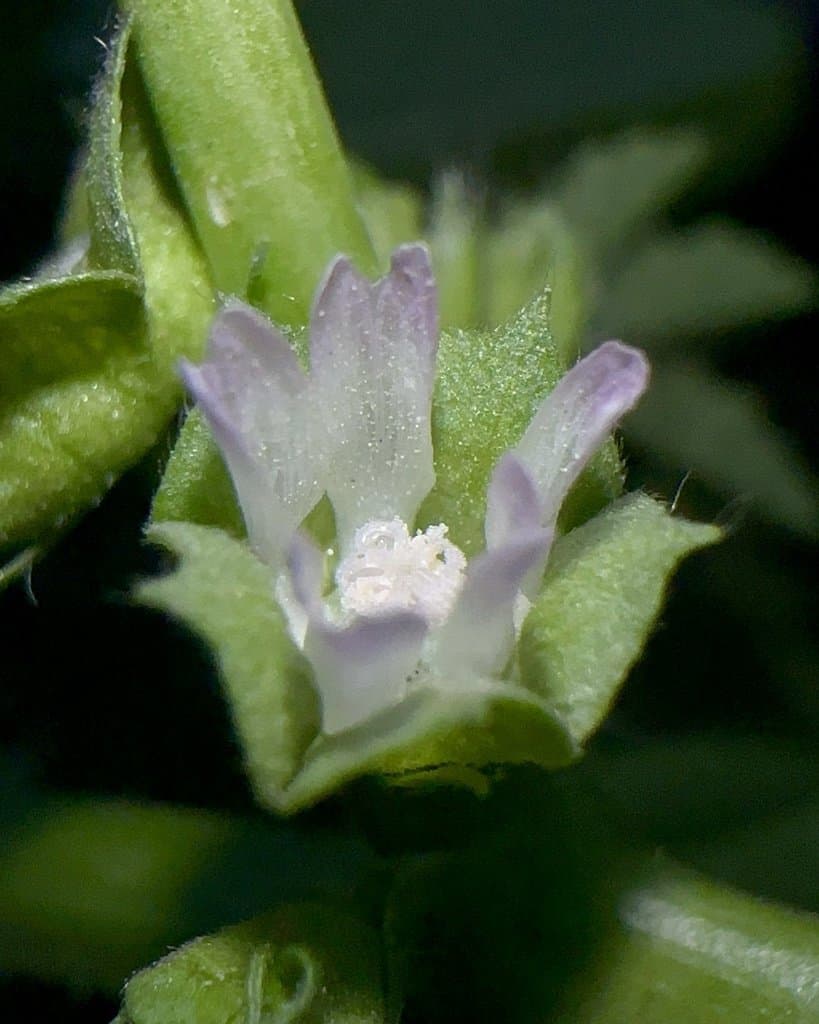 Malva parviflora L.