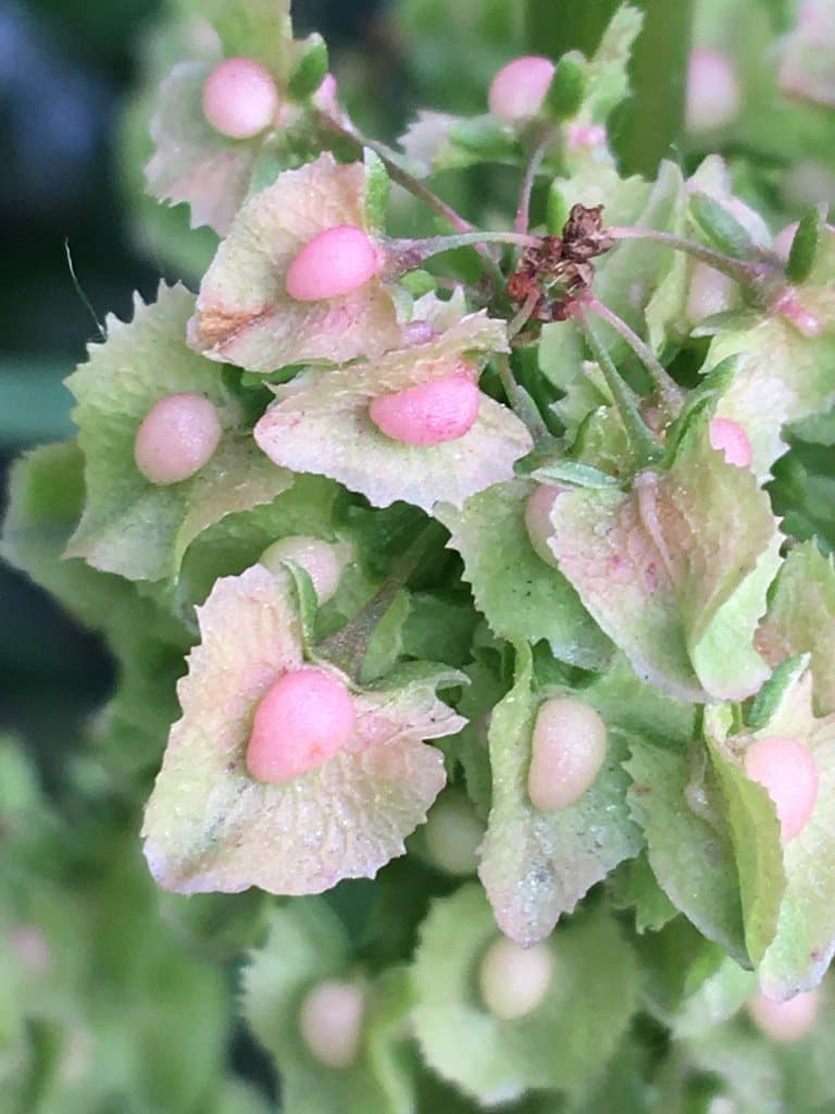 Rumex cristatus DC.