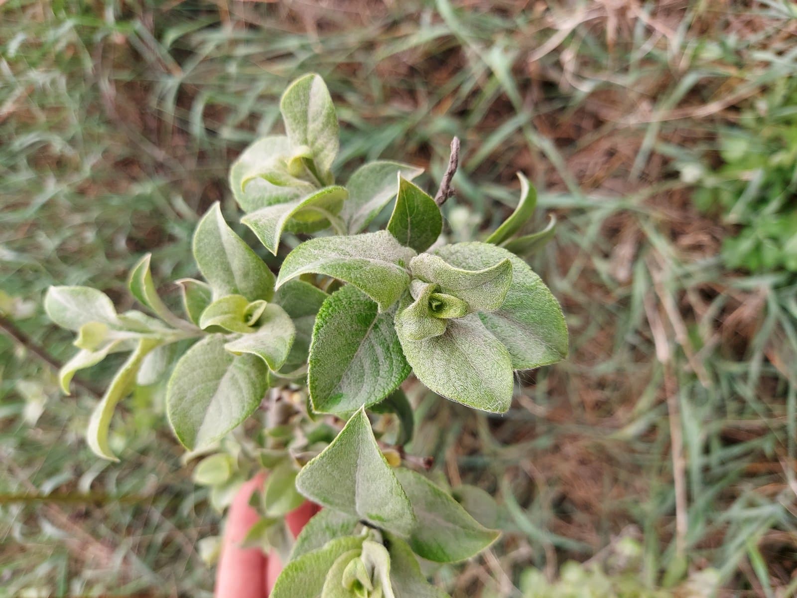 Salix ×reichardtii A.Kern.