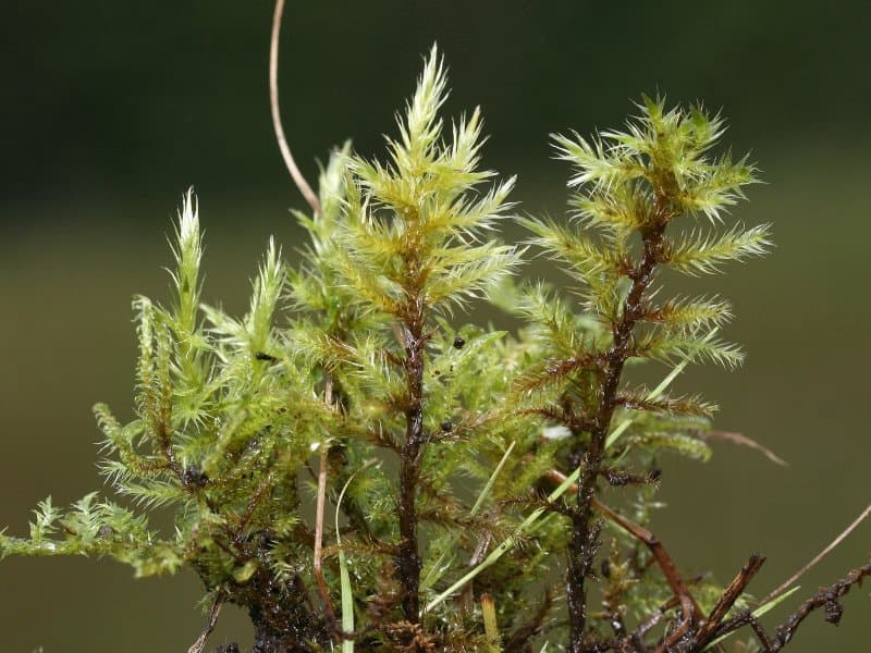 Tomentypnum nitens (Hedw.) Loeske