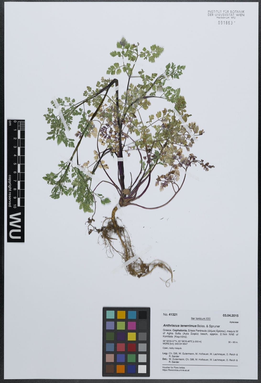 Anthriscus tenerrima Boiss. & Spruner