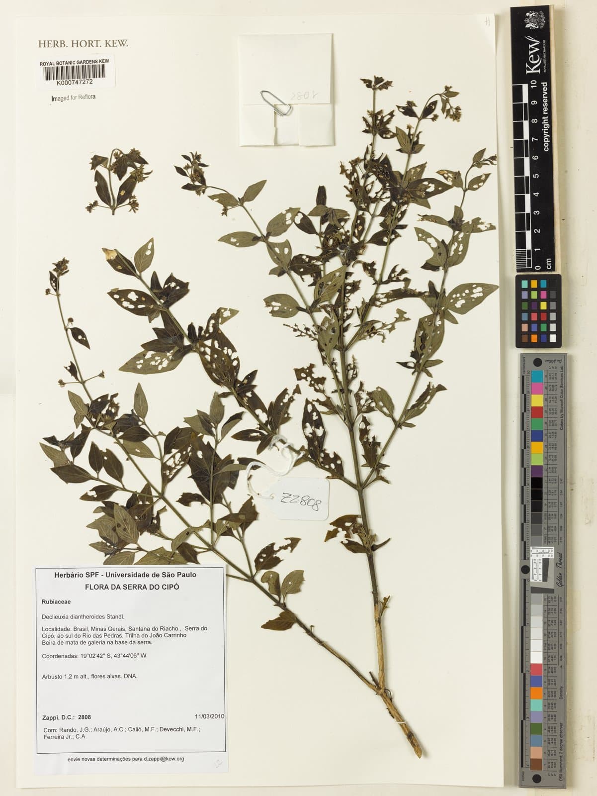 Declieuxia dusenii Standl.
