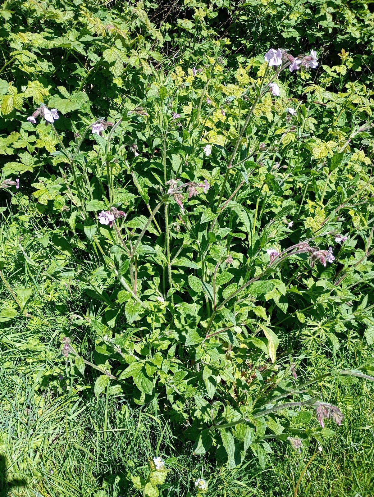 Silene ×hampeana Meusel & Werner
