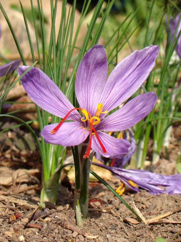 Crocus sativus L.