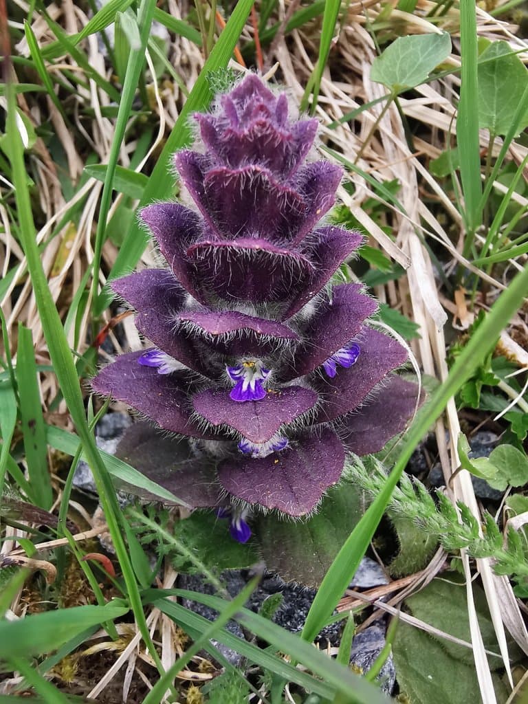 Ajuga pyramidalis L.