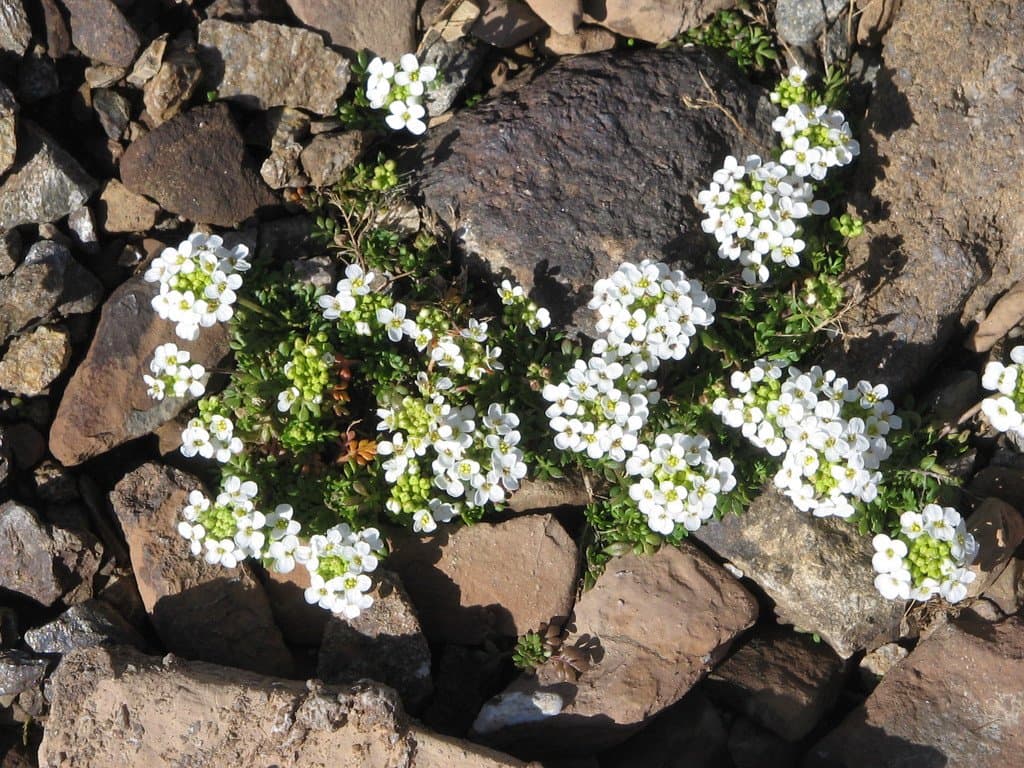 Hornungia alpina (L.) O.Appel