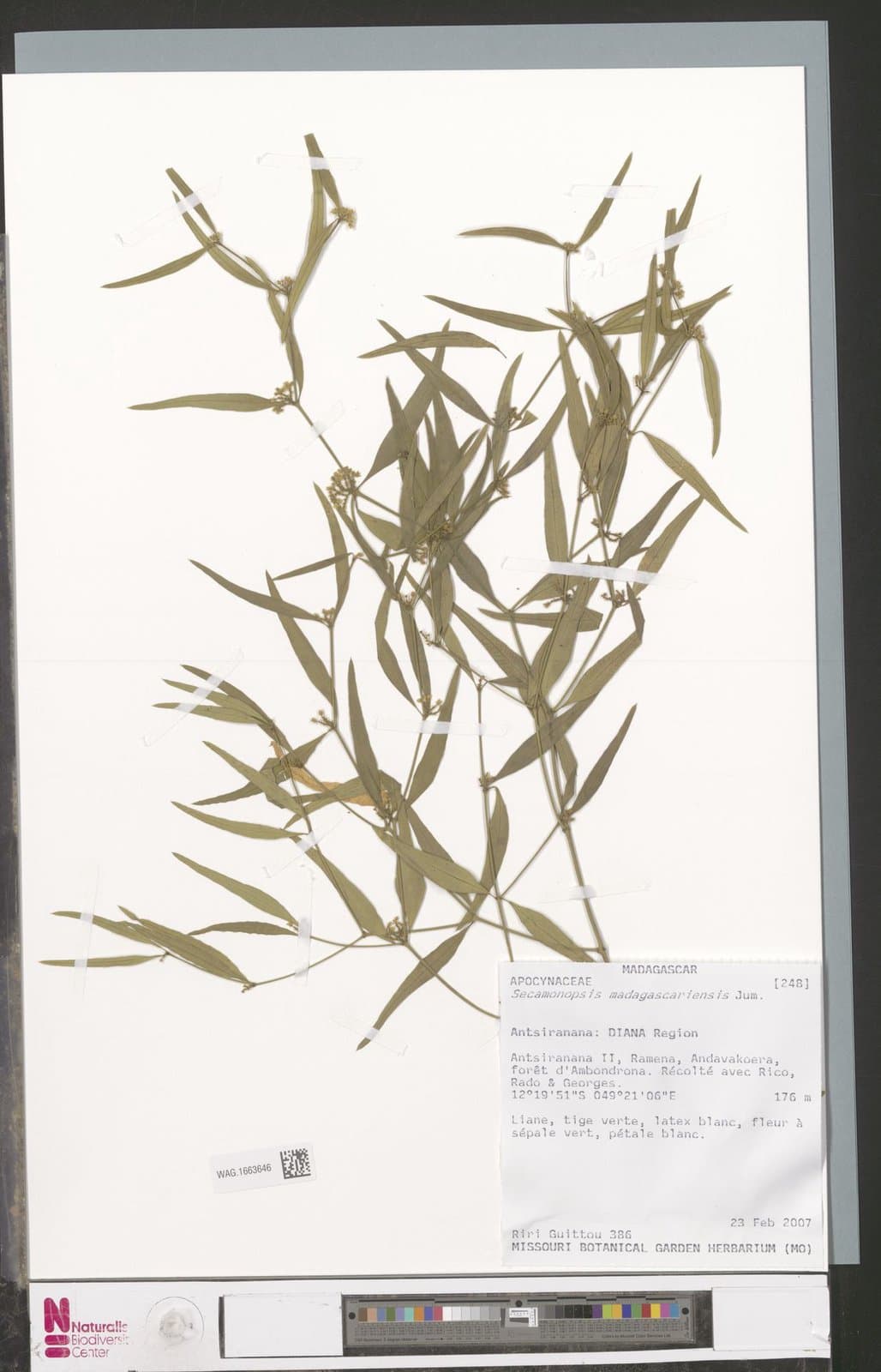 Secamonopsis madagascariensis Jum.
