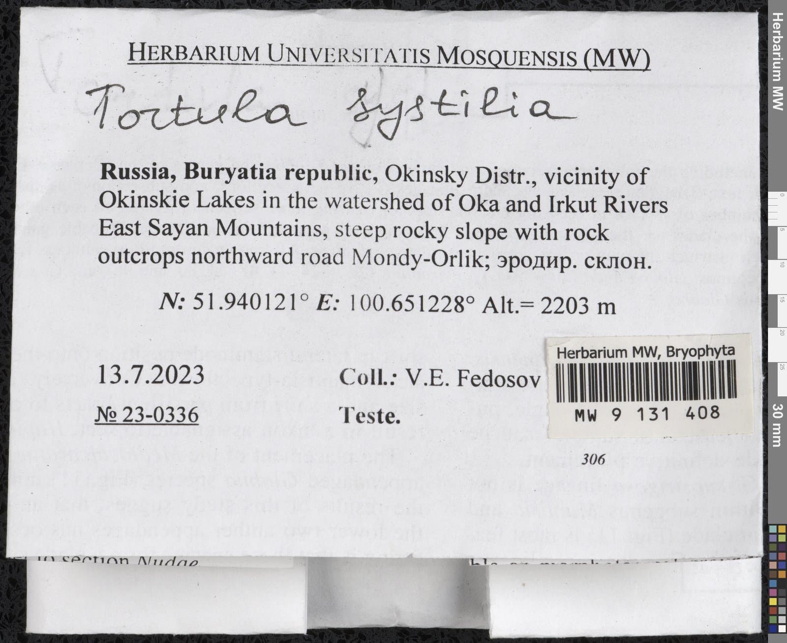 Tortula systylia (Schimp.) Lindb.