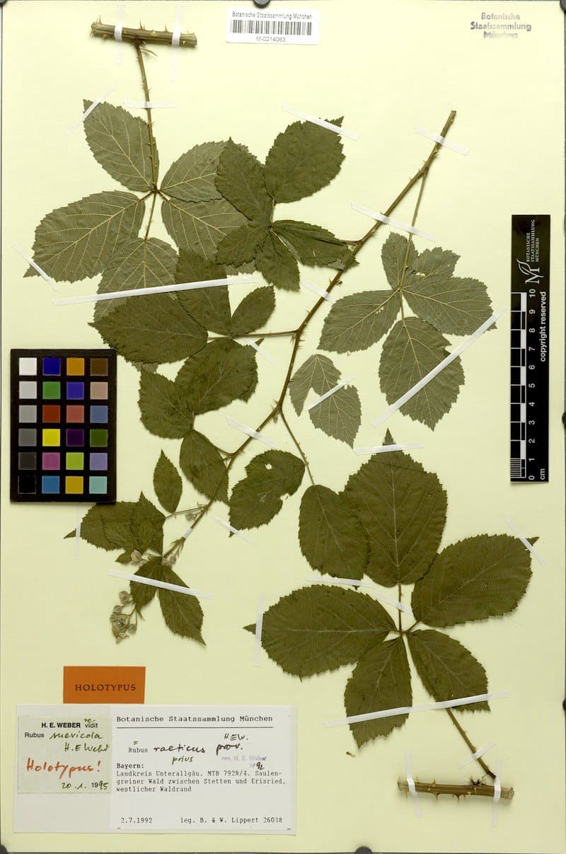 Rubus suevicola H.E.Weber