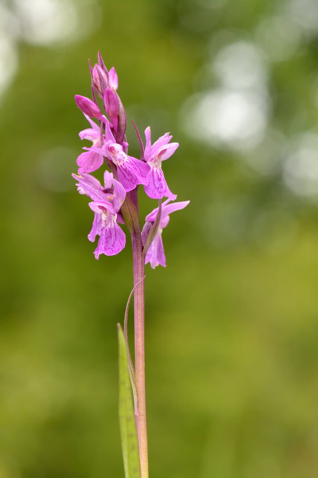 Dactylorhiza russowii (Klinge) Holub