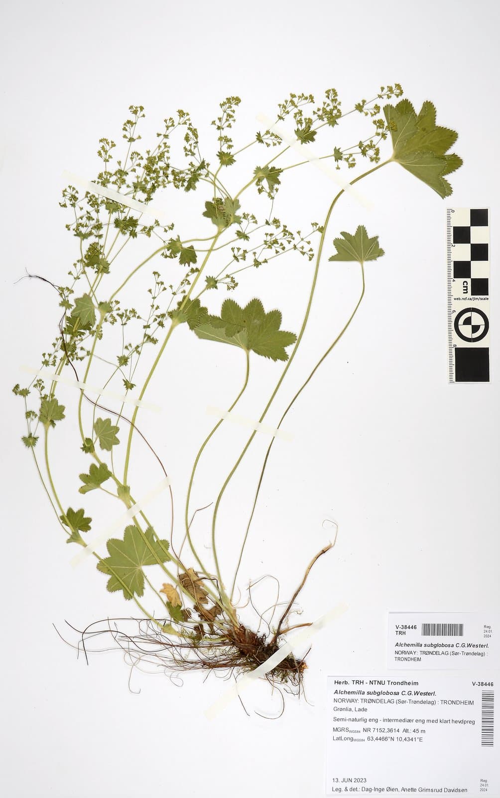Alchemilla subglobosa C.G.Westerl.
