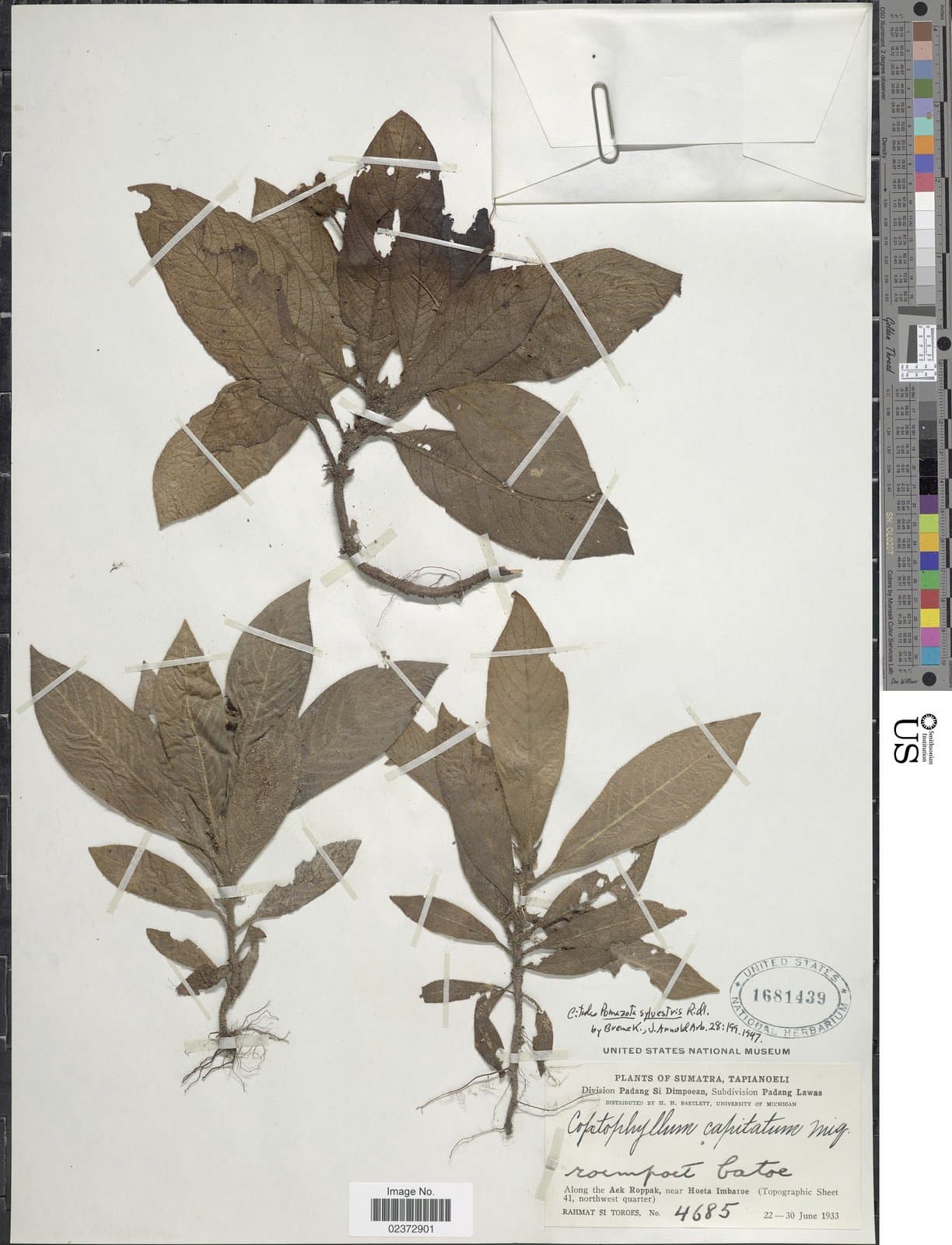 Coptophyllum sylvestre (Ridl.) I.M.Turner