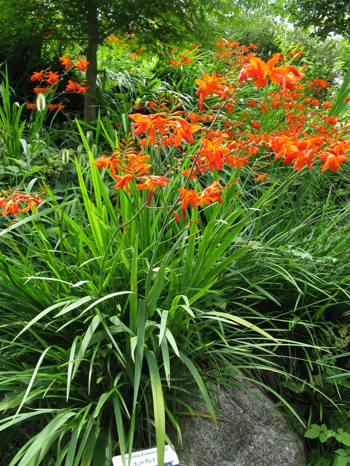 Crocosmia ×crocosmiiflora (Lemoine) N.E.Br.