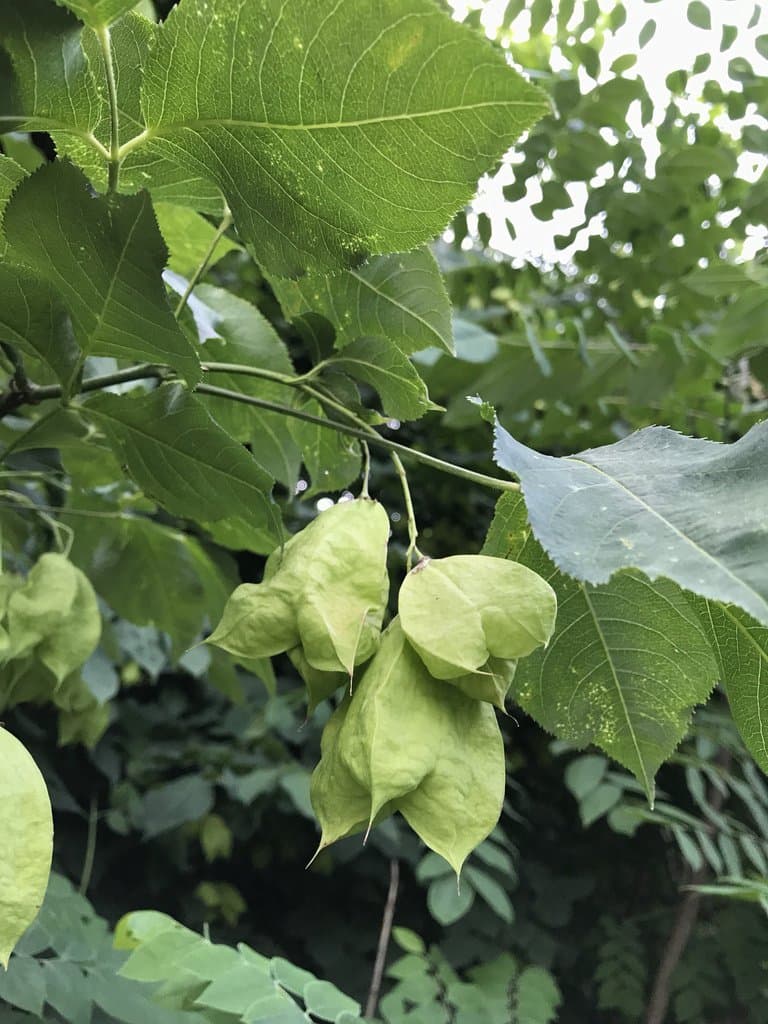 Staphylea pinnata L.