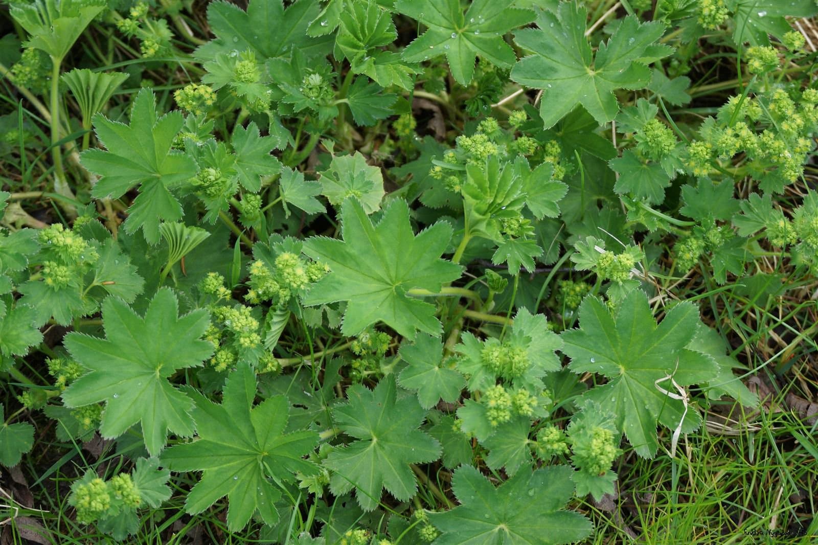 Alchemilla subcrenata Buser