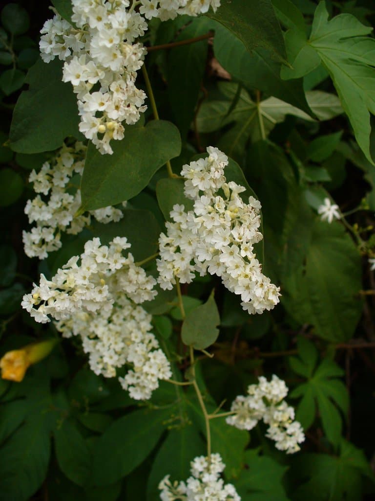 Poranopsis paniculata (Roxb.) Roberty