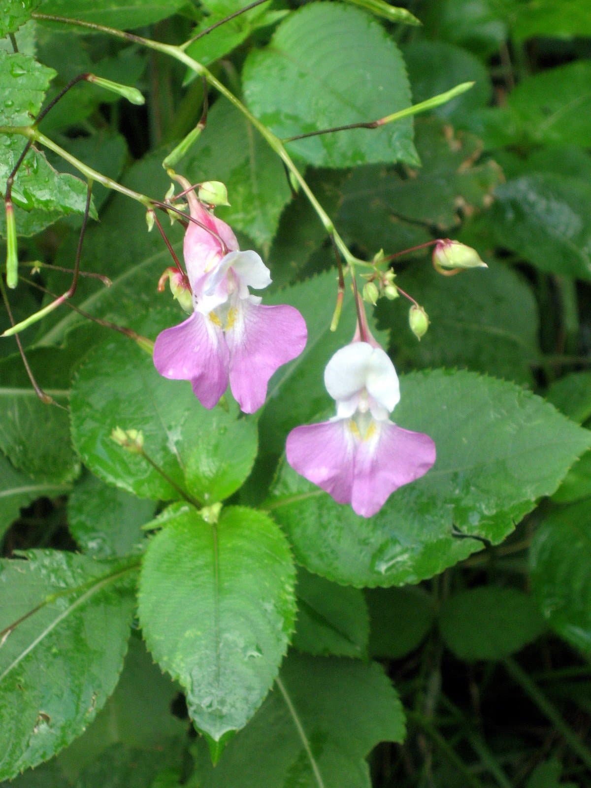 Impatiens balfourii Hook.fil.