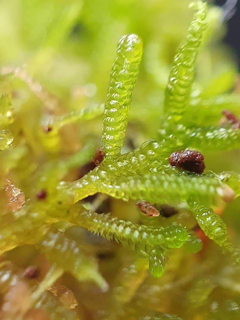 Lepidozia cupressina (Sw.) Lindenb.