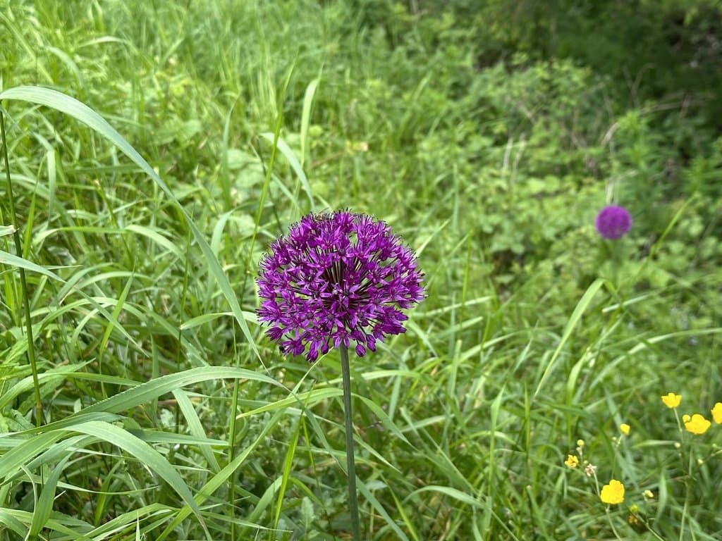 Allium hollandicum R.M.Fritsch