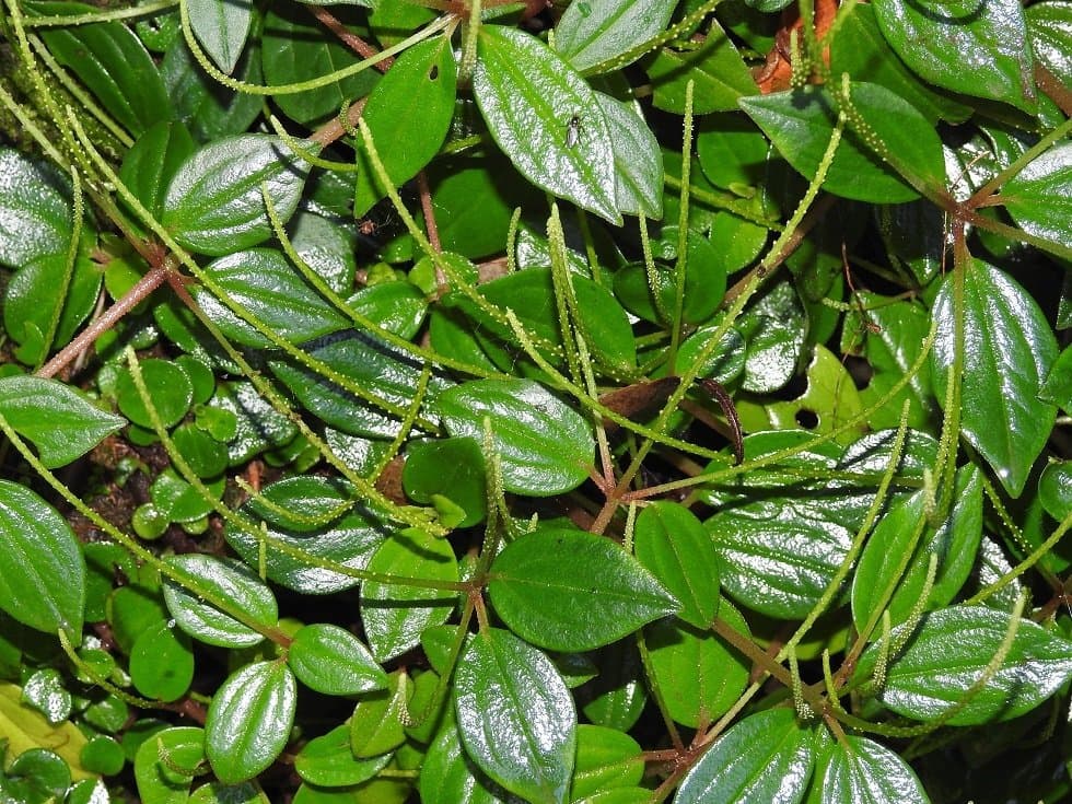 Peperomia arboricola C.DC.