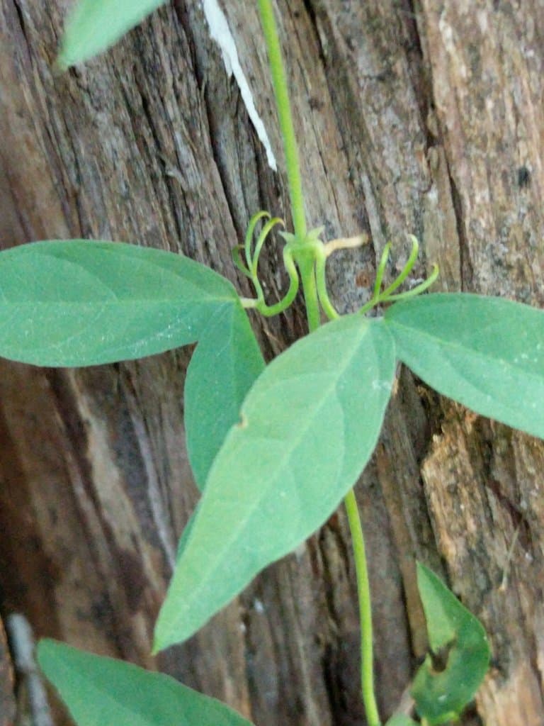 Dolichandra unguis-cati (L.) L.G.Lohmann