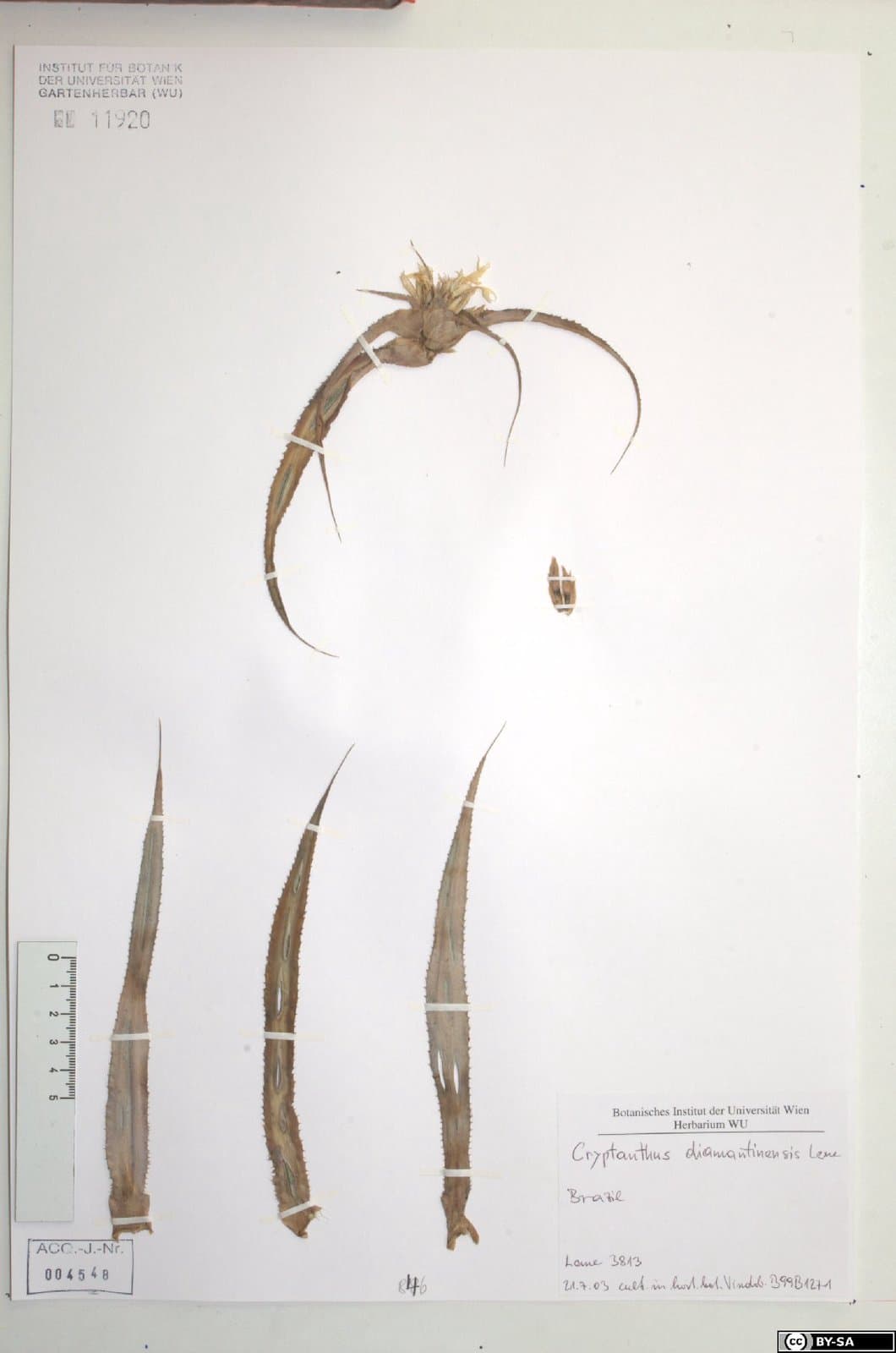 Cryptanthus diamantinensis Leme