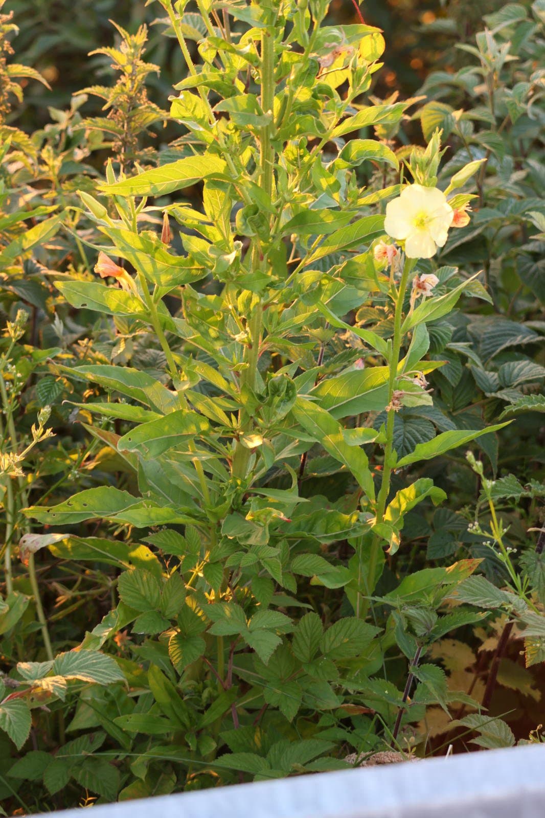 Oenothera suaveolens Desf. ex Pers.