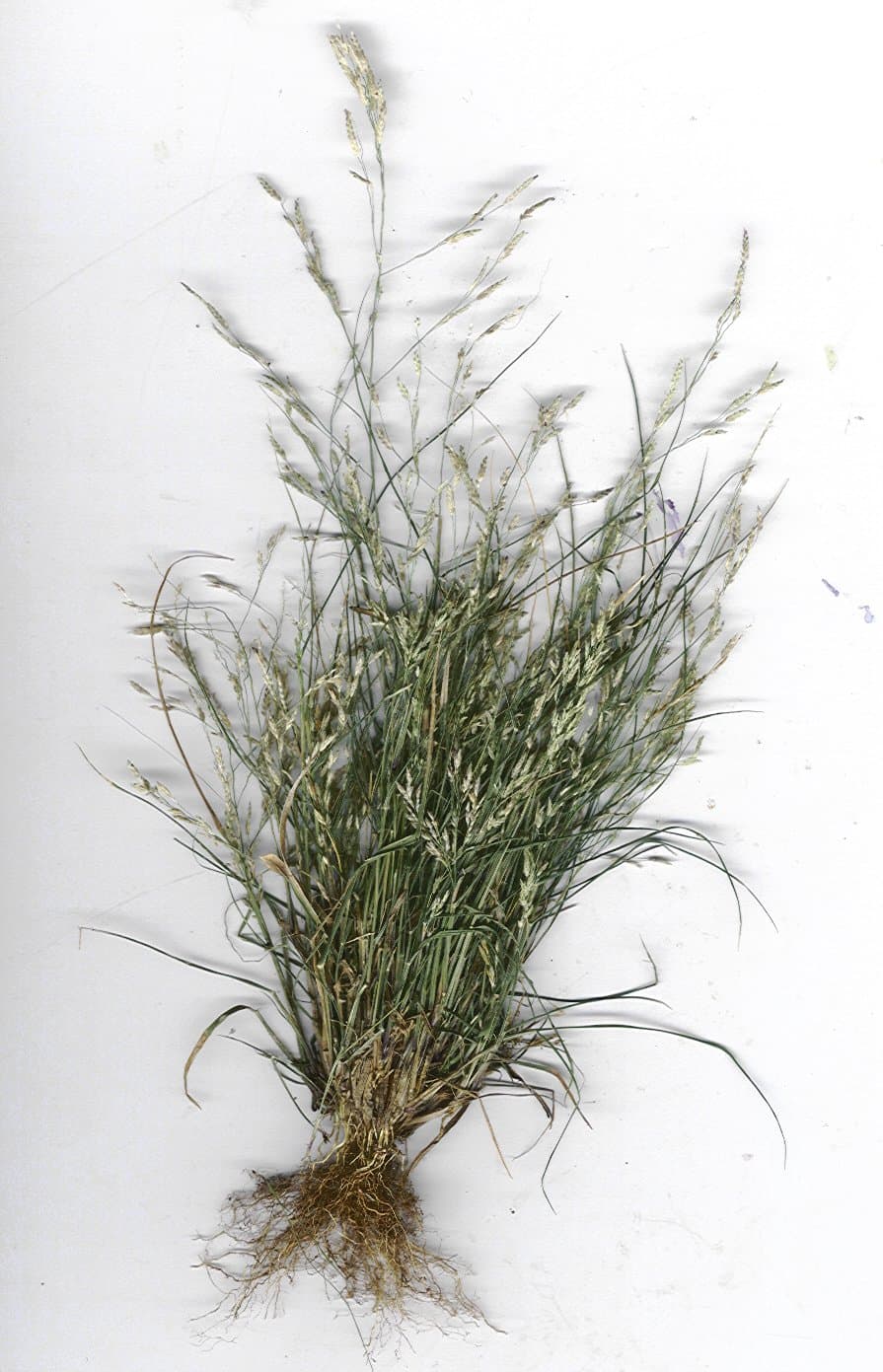 Eragrostis pectinacea (Michx.) Nees