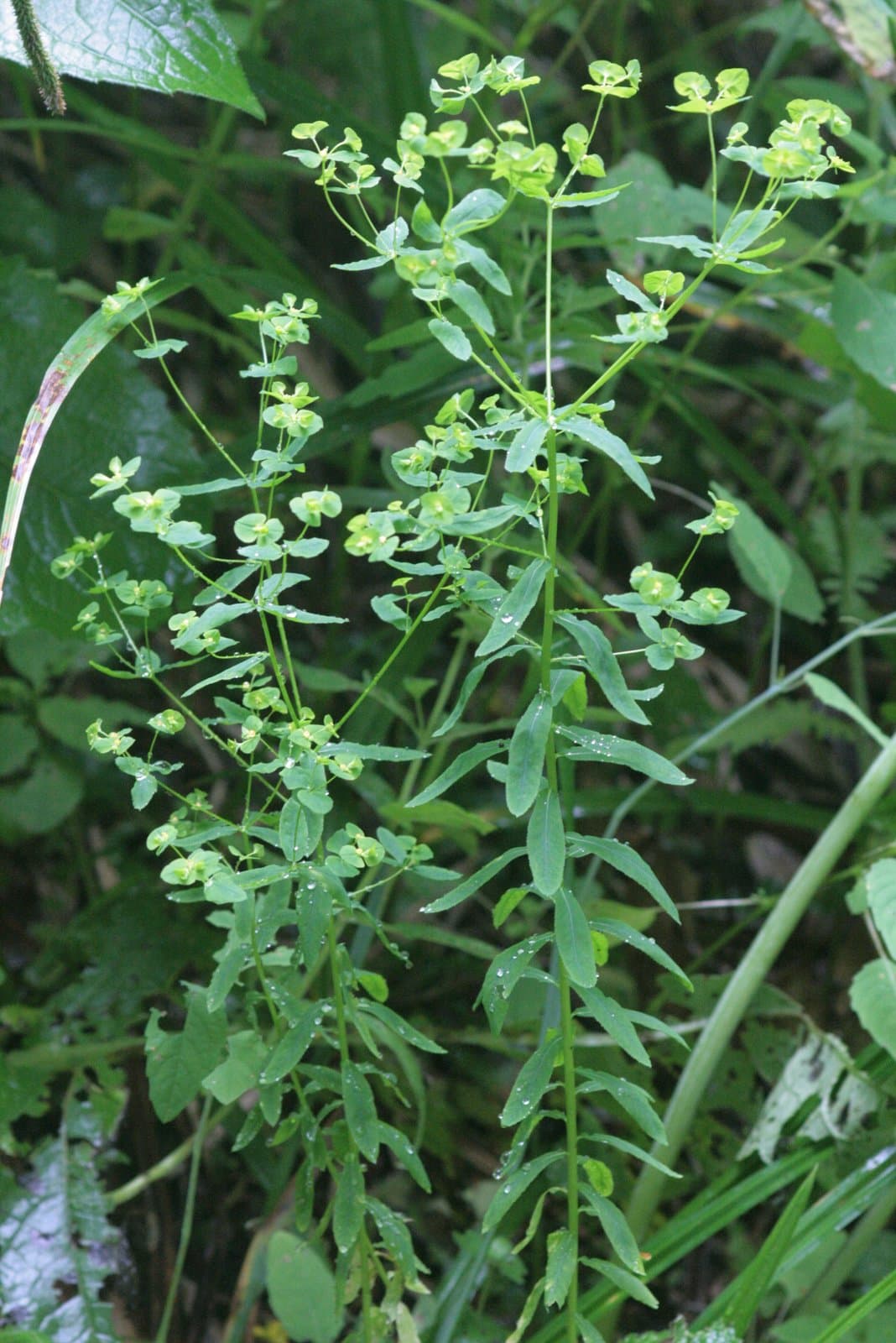 Euphorbia stricta L.
