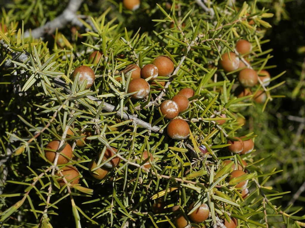 Juniperus oxycedrus L.