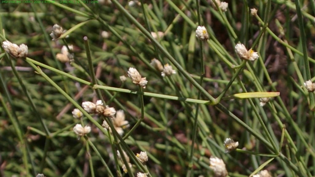Alternanthera filifolia (Hook.fil.) J.T.Howell