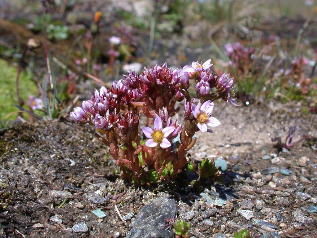 Sedum villosum L.