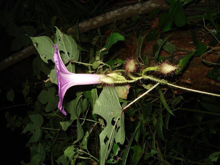 Ipomoea setosa Ker Gawl.