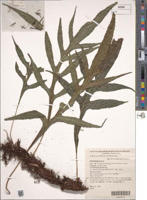 Lecanopteris sayeri (F.Muell. & Baker) Perrie & Brownsey