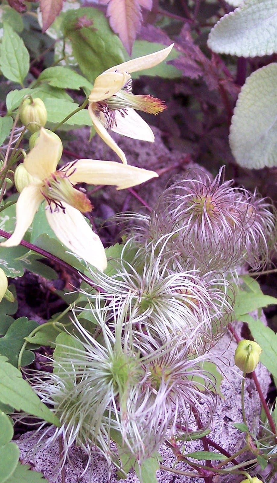 Clematis orientalis L.