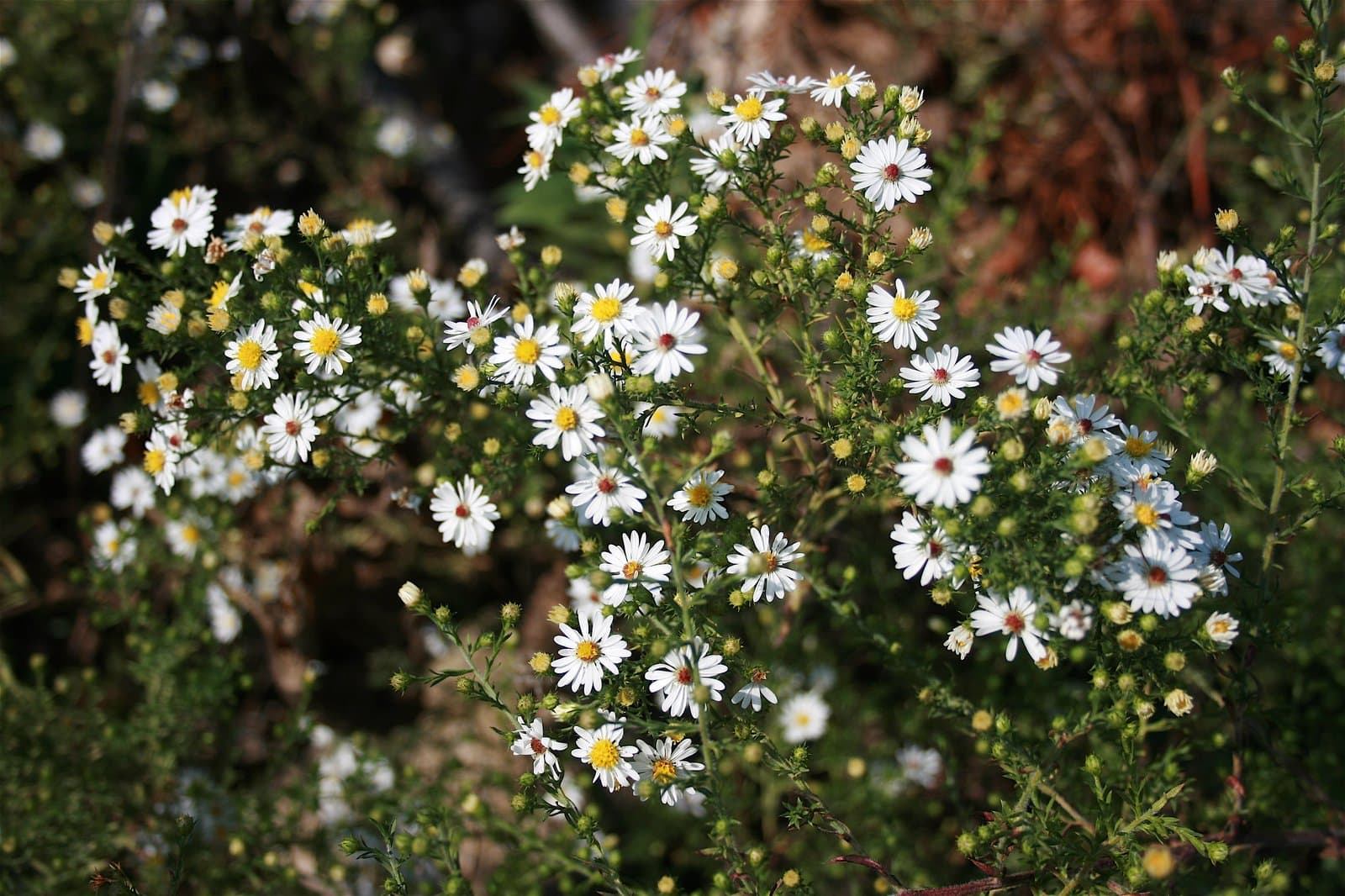 Symphyotrichum ericoides (L.) G.L.Nesom