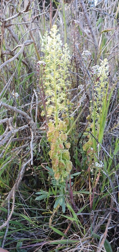 Reseda duriaeana J.Gay