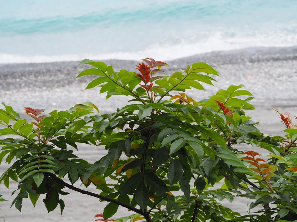 Rhus chinensis Mill.