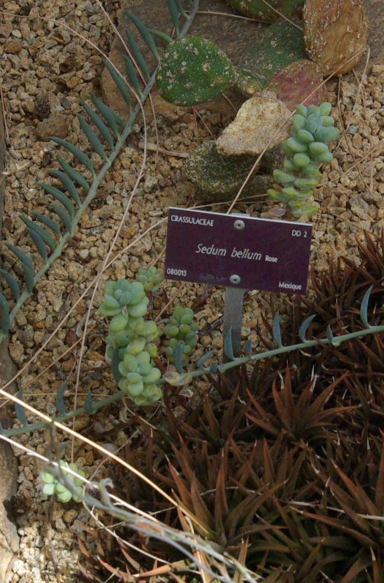 Sedum bellum Rose ex Praeger