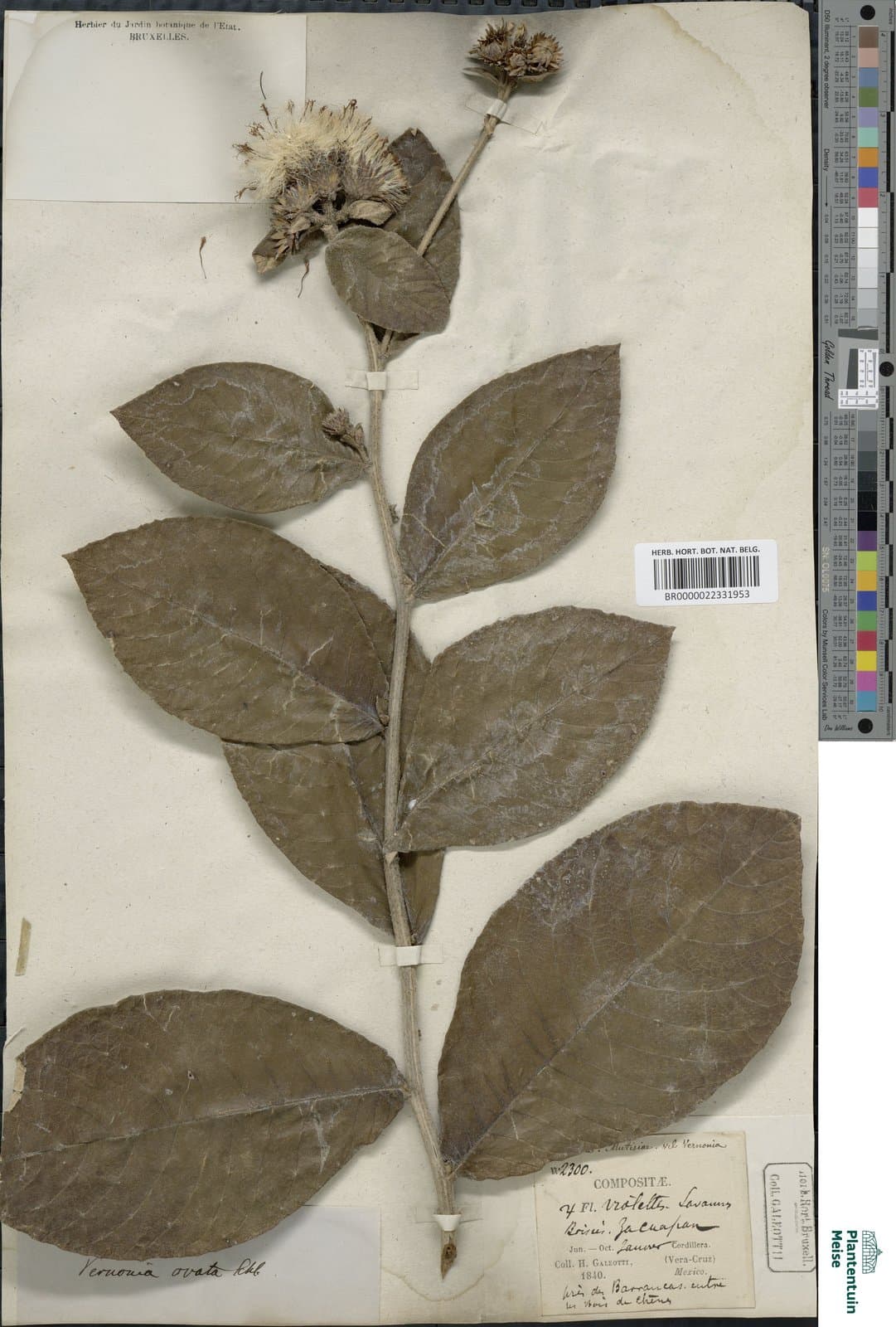 Lepidaploa ovata (Less.) Pruski